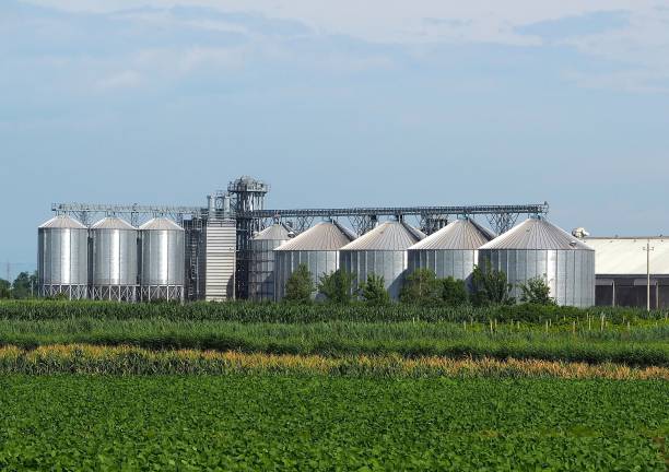 istock Grain storage site with corrugated steel silos and grain distribution system shine  under the summer sun behind agricultural fields 993688036