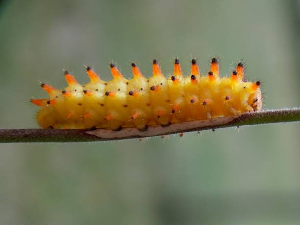istock yellow caterpillar on the plant 993691352
