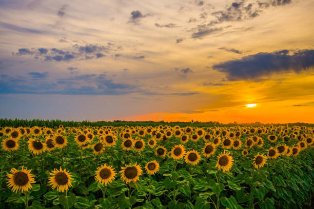 istock Sunflower field landscape at sunset 993692272