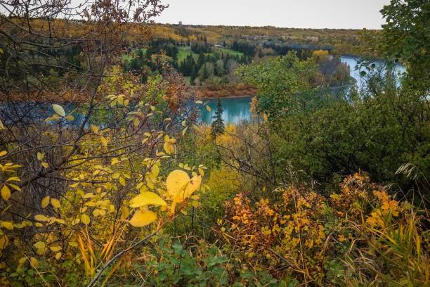 río saskatchewan del norte - north saskatchewan river fotografías e imágenes de stock