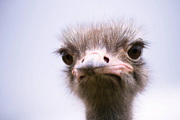 istock funny ostrich head close-up 993692752