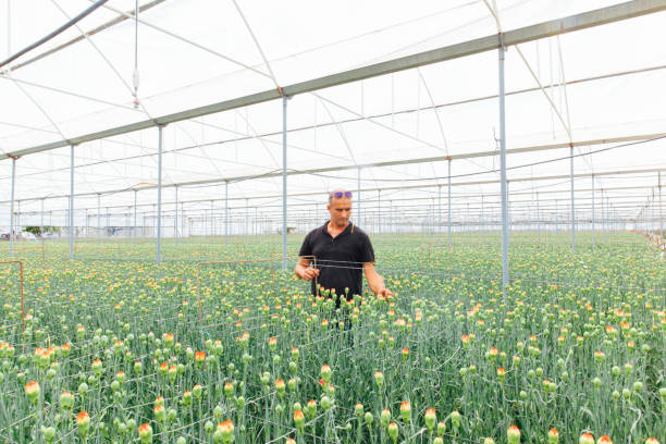 istock Bossy Modern Flowers İn Greenhouse 993695152