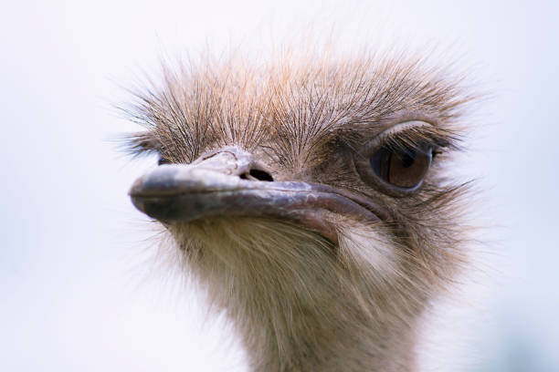 istock funny ostrich head close-up 993695600