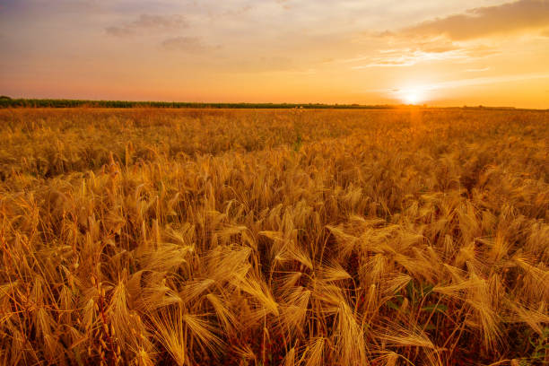 istock Beautiful barley field in sunset in summer 993695712