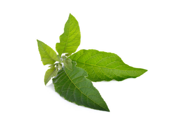 istock Nan Fui Chao herbal leaves on white background 993695722