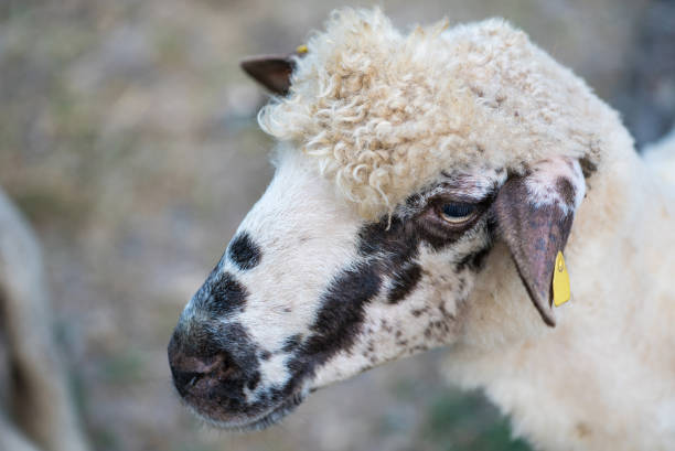 istock Sheep Portrait Close Up 993695840