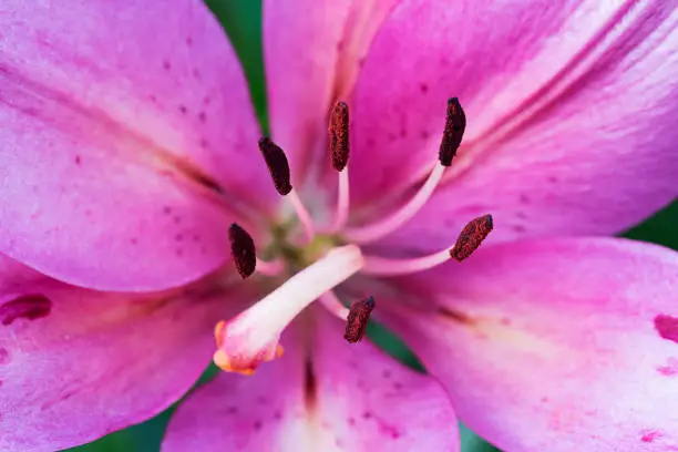 pink close-up lily flower macro with pistil and stamens