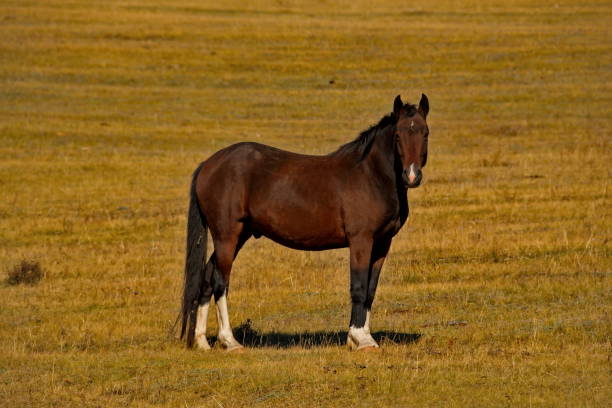 istock Horses Of The Altai Mountains 993700512