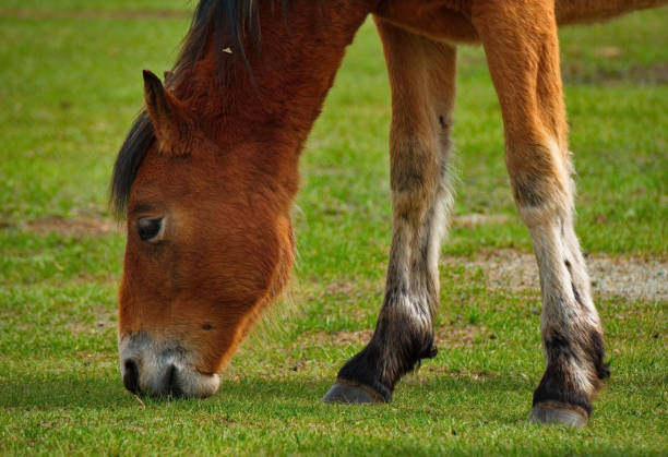 istock Horses Of The Altai Mountains 993700516