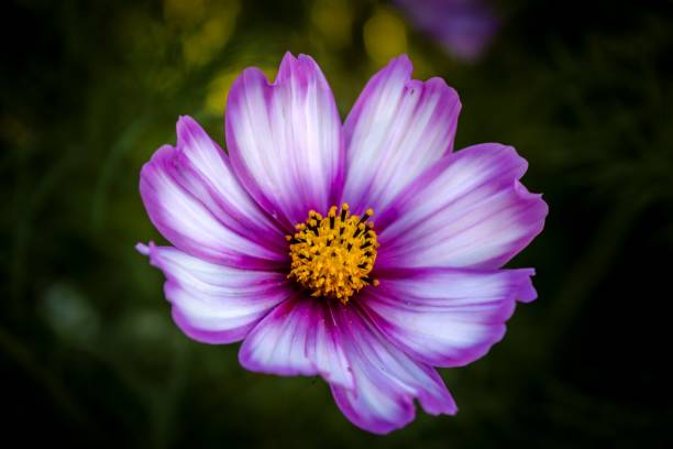 Purple & White Cosmos Flower