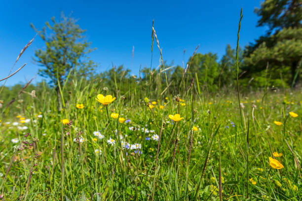 istock Blooming buttercup in a meadow 993711336