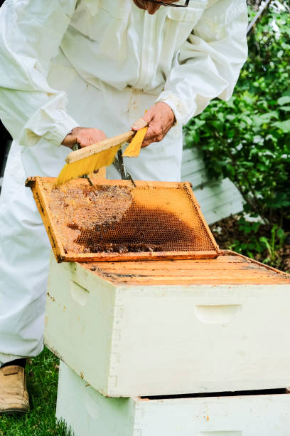 istock Senior Man Working On His Beehives 993714018