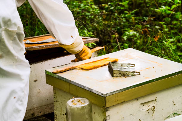 istock Senior Man Working On His Beehives 993715602