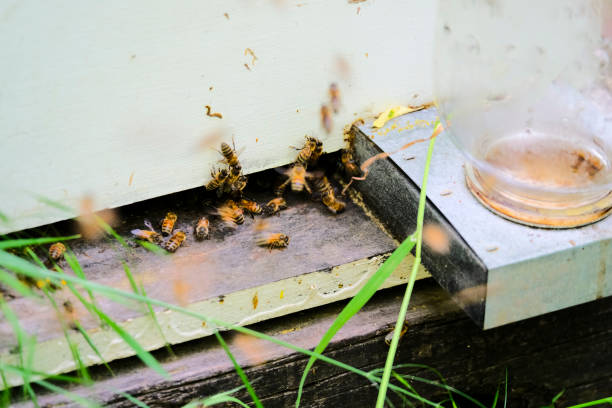 istock Close Up Of A Small Home Beehive 993718124