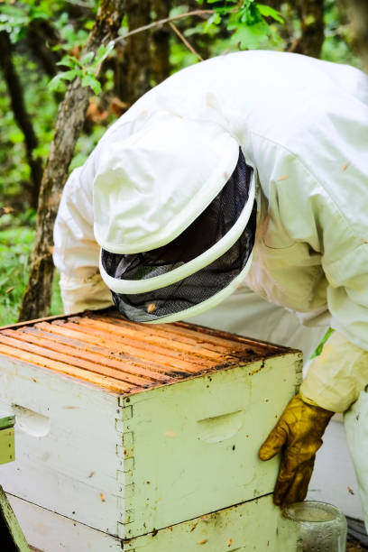 istock Senior Man Working On His Beehives 993718636