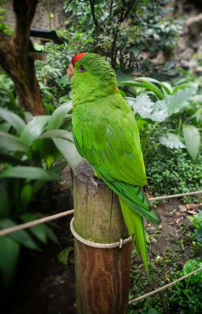 istock Parrot (Amazona) green with red forehead on a trunk 993719732