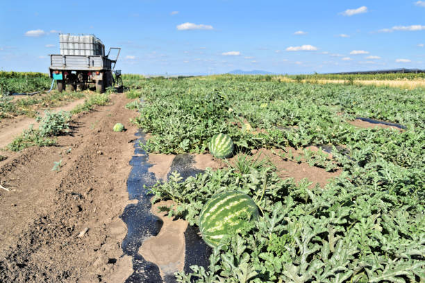 plantation de pastèque - organic horizon over land horizontal crop photos et images de collection