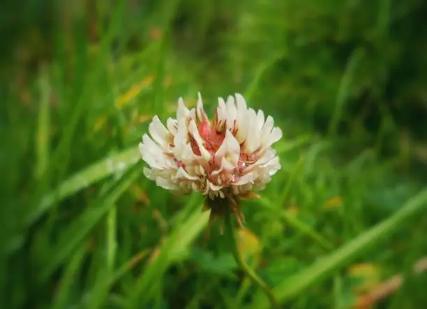 Small white flower with many sickle-shaped petals and green grass background