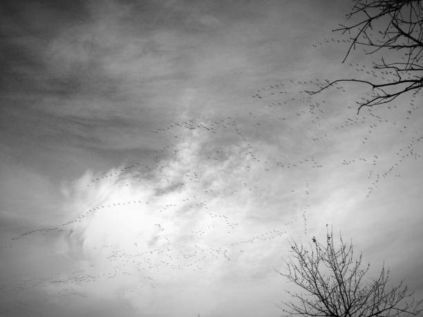 18-053 Migrating birds stock photo