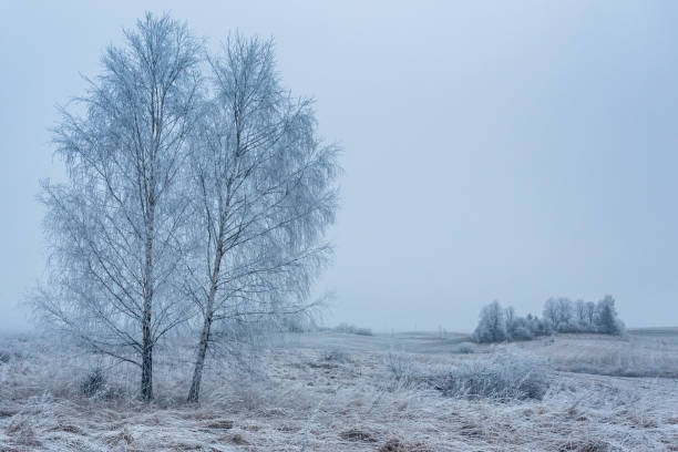 istock Two birch trees in a frozen landscape 993723786