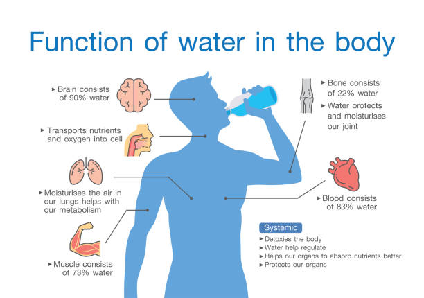 illustrations, cliparts, dessins animés et icônes de fonction de l’eau dans le corps humain. - human muscle the human body anatomy body