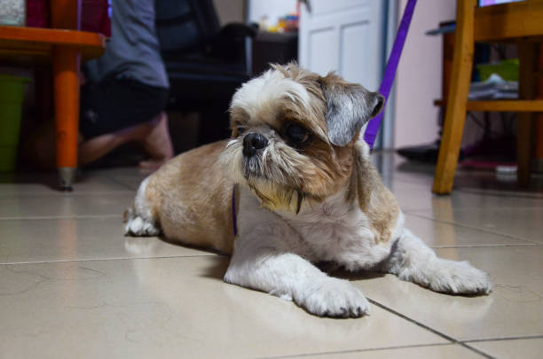 istock Shih Tzu dog 993727226