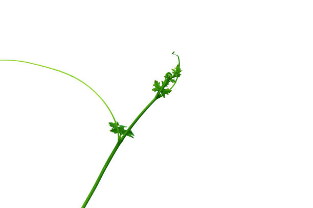 istock Green top Wood of creeper tree, style and shape isolated on white background. 993740714
