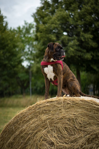 istock Boxer Portrait Heuballen 993740970