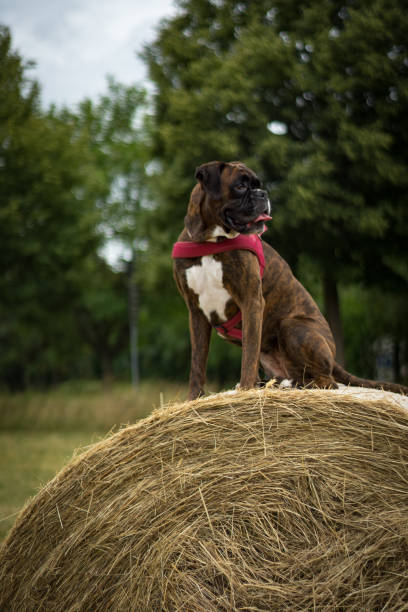 istock Boxer Portrait Heuballen 993740984