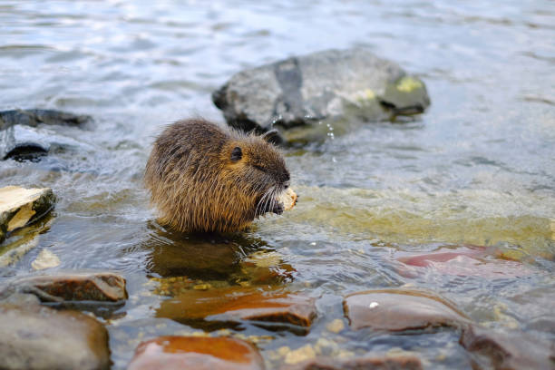 istock Little water nutria on the pond 993741260