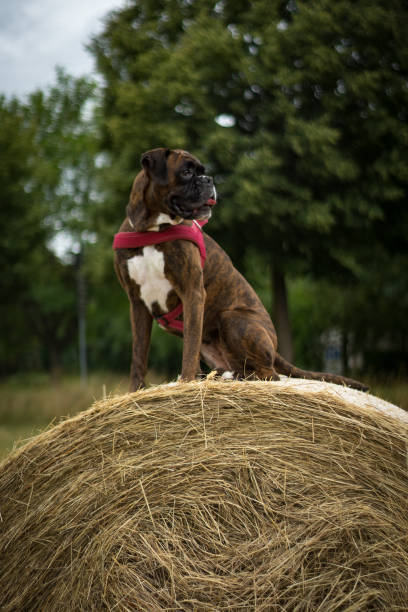 istock Boxer Portrait Heuballen 993741294