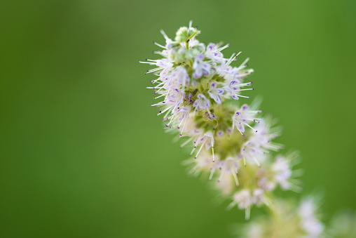 Beautiful wild mint flower. Close up. Selective focus, shallow depth of field.