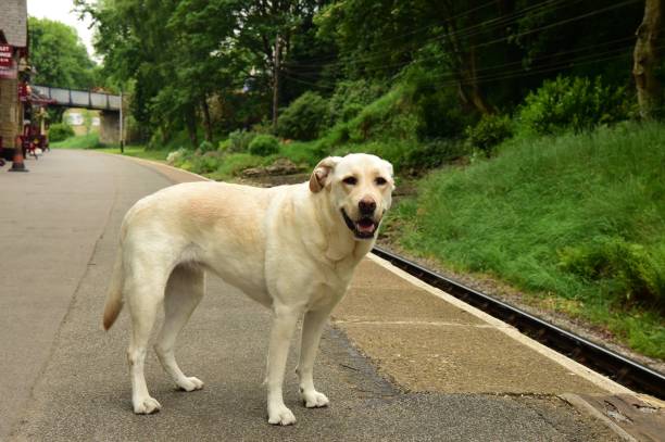 istock Labrador Retriever at English Train Station 993744502