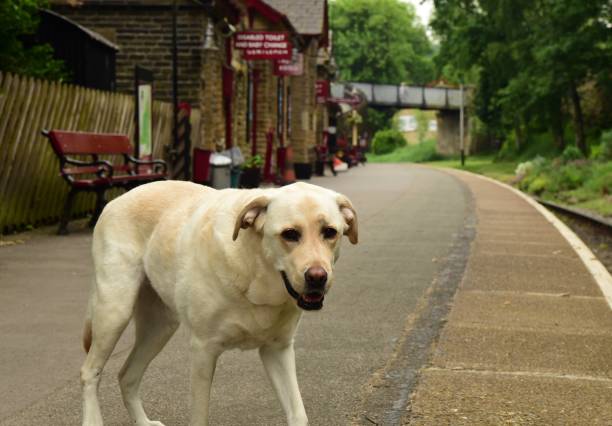 istock Labrador Retriever at English Train Station 993744530
