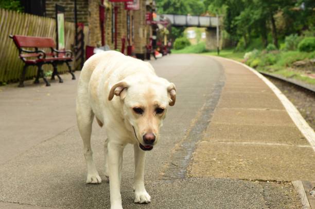 istock Labrador Retriever at English Train Station 993744544