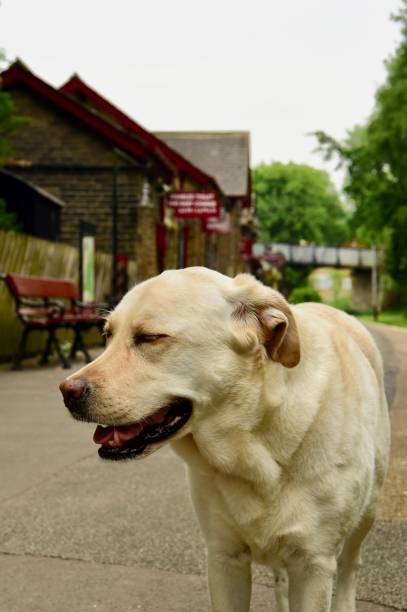 istock Labrador Retriever at English Train Station 993744554
