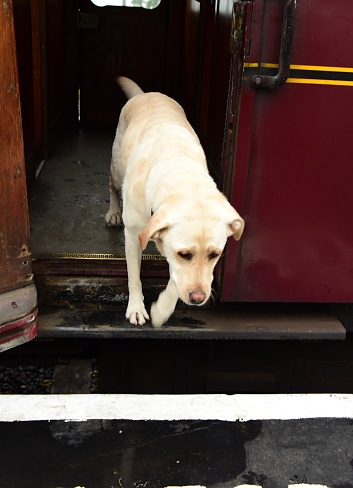 İngiliz Tren Istasyonunda Labrador Geri Almak Stok Fotoğraflar