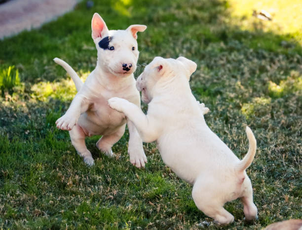 istock Two puppies playing on the grass 993760634