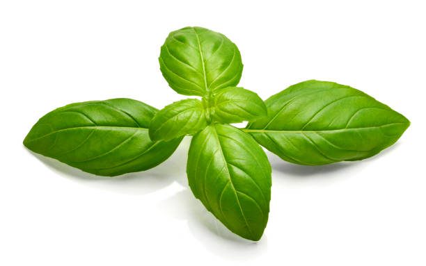 istock Fresh basil leaves or green leaves, isolated 993763390