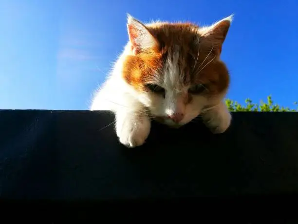 Ginger domestic cat looking over a black roof