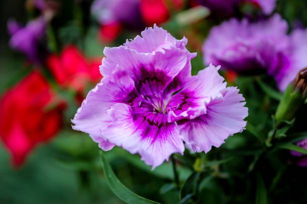 sweet william - william williams imagens e fotografias de stock