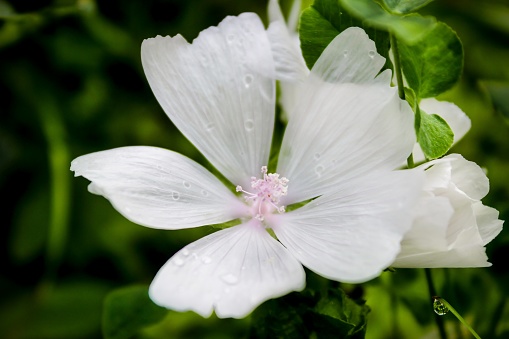 Malva Moschata ‘Alba’ perennial wild flower located in New Denver, British Columbia, Canada.