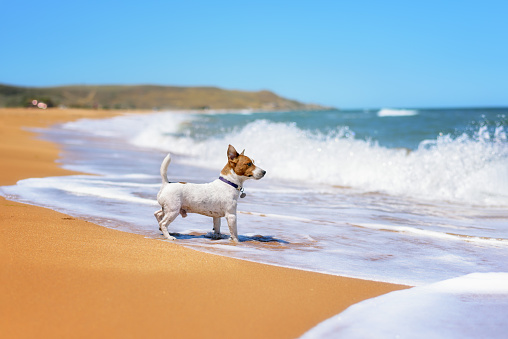 the dog looks at the sea waves