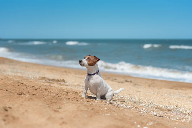 istock Jack Russell Terrier on the seaside 993766994