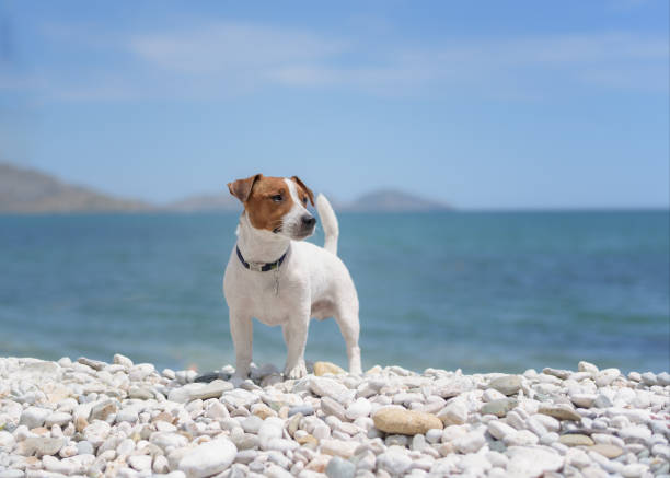 dog on the seashore