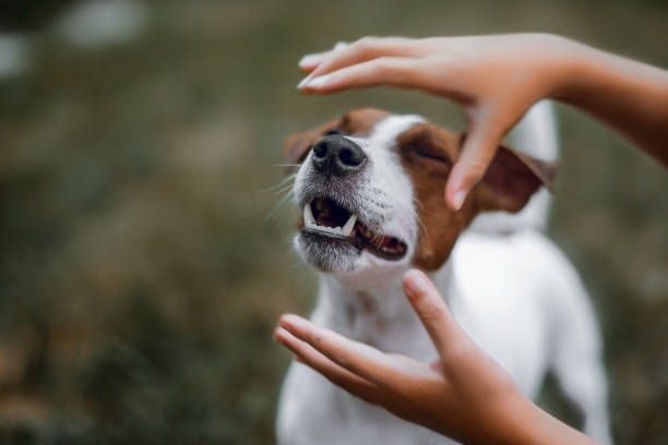 enfant caresse doucement son chien - nose job audio photos et images de collection