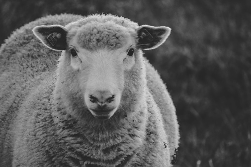 Beautiful sheep looking directly into the lens. I applied BW filter to this to give it a more pro look.\n\nThis picture can be used for: Background, Wallpaper, logos. campaigns and much more