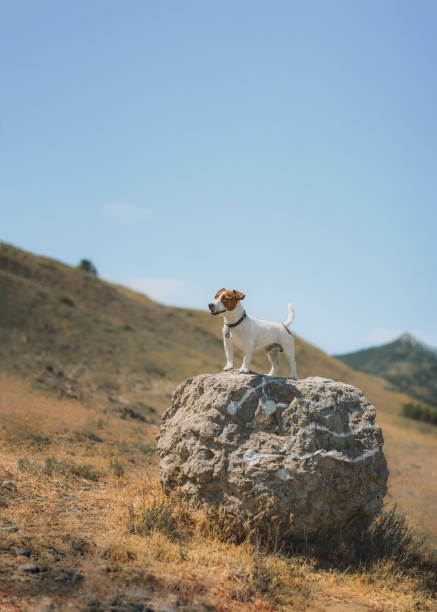 istock the dog stands on a rock in the mountains 993767746