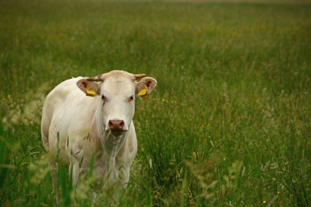 istock Idyllic pasture view with Charolais cow. 993773480