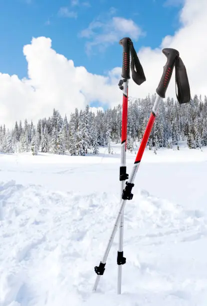 Hiking poles stuck in the snow on a cold winter day.